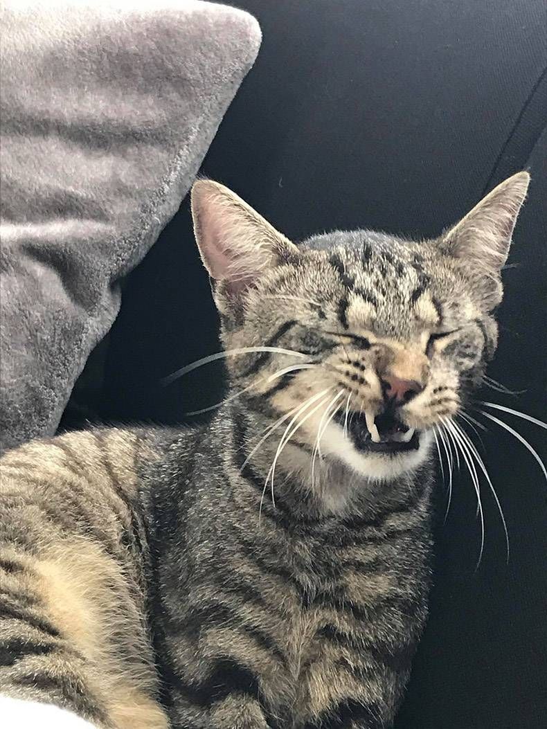 Gewoon een verzameling hilarische foto's #1152