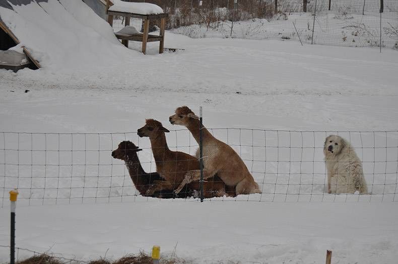 Pix Dump #1000 Special: Gewoon een verzameling foto's van dieren