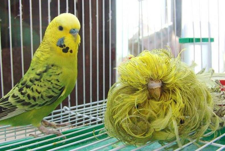 Gewoon een verzameling hilarische foto's #925
