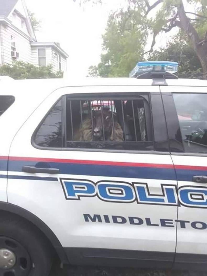 Gewoon een verzameling hilarische foto's #1130