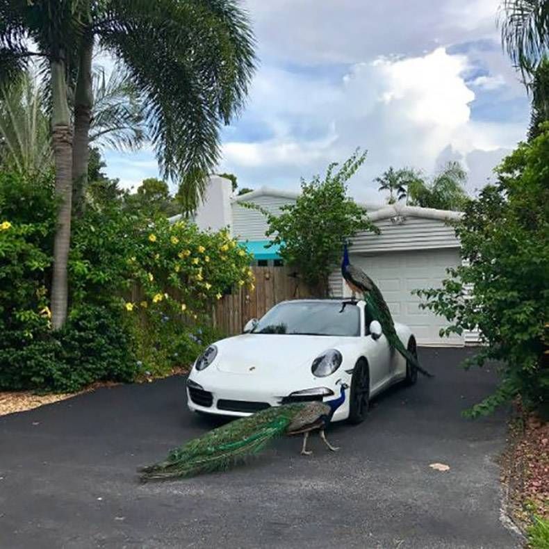 Gewoon een verzameling hilarische foto’s #847