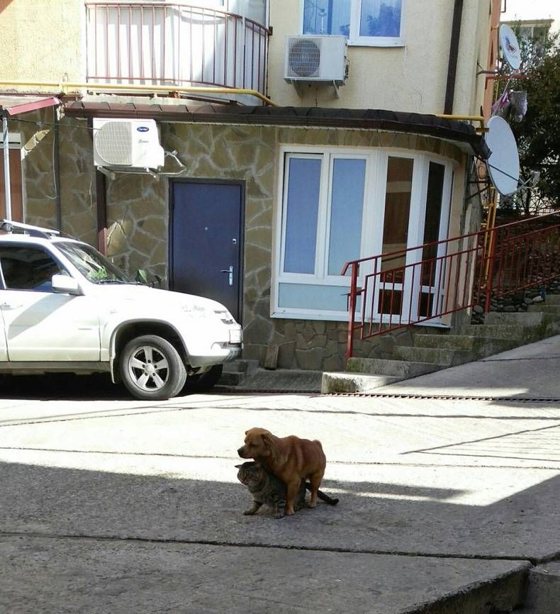 Gewoon een verzameling hilarische foto's #725