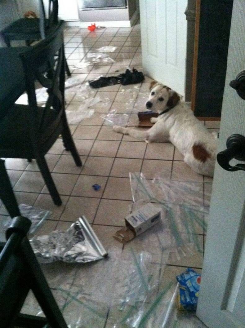 Gewoon een verzameling hilarische foto's #1255