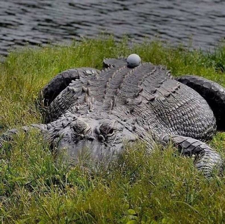 Pix Dump #1000 Special: Gewoon een verzameling foto's van dieren
