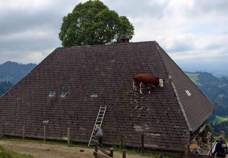 Gewoon een verzameling hilarische foto’s #921