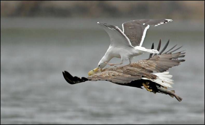 Gewoon een verzameling hilarische foto's #762