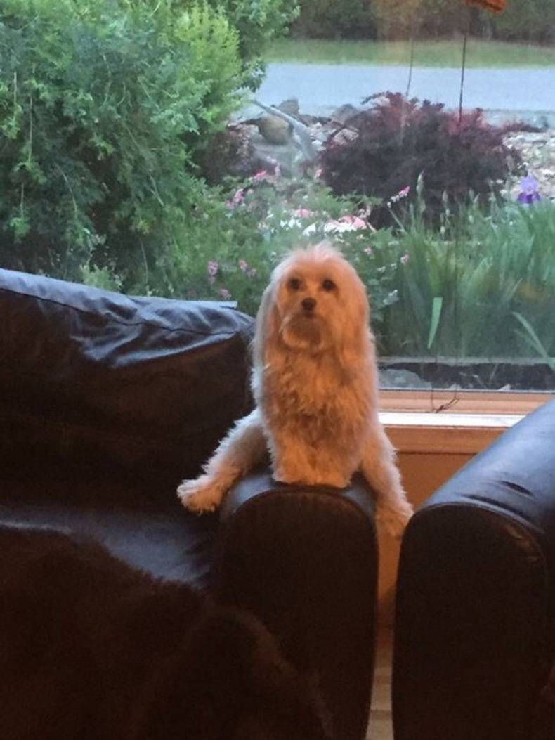 Gewoon een verzameling hilarische foto's #728