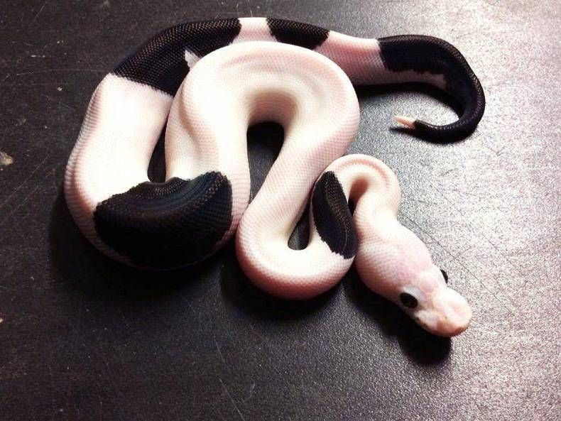 Gewoon een verzameling hilarische foto's #725