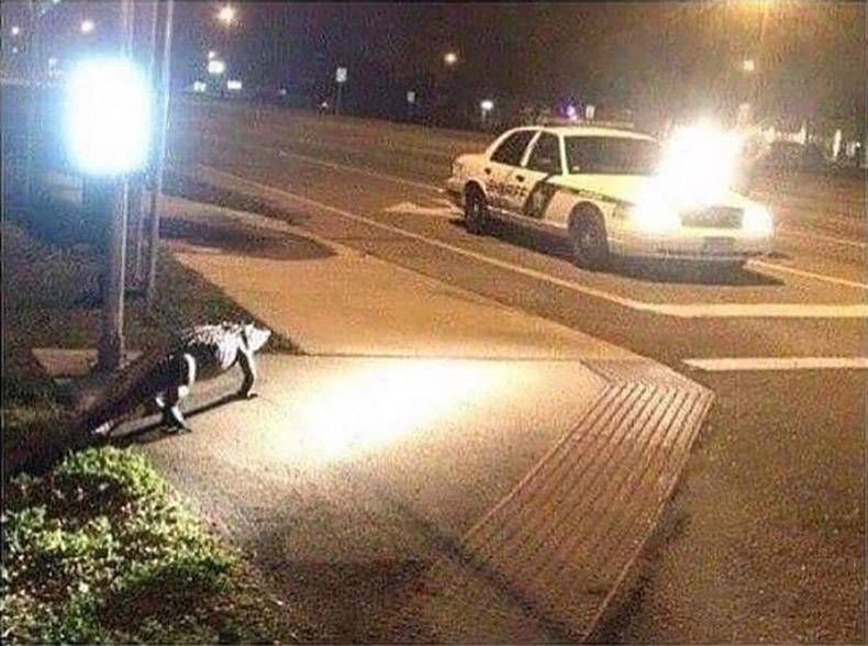Gewoon een verzameling hilarische foto's #1123