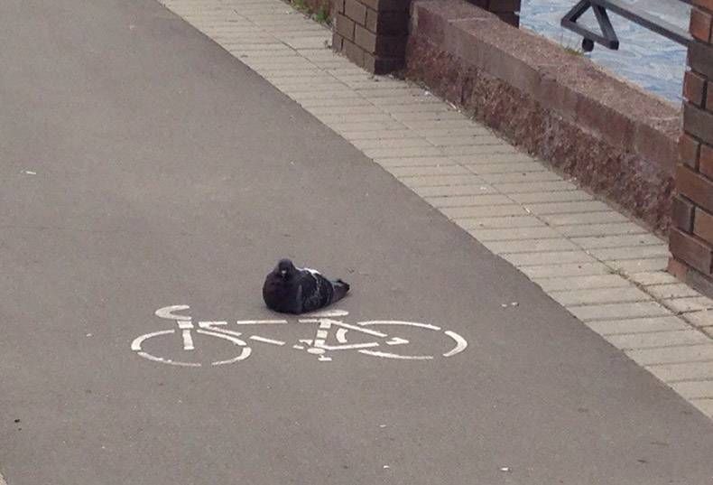 Gewoon een verzameling hilarische foto's #829