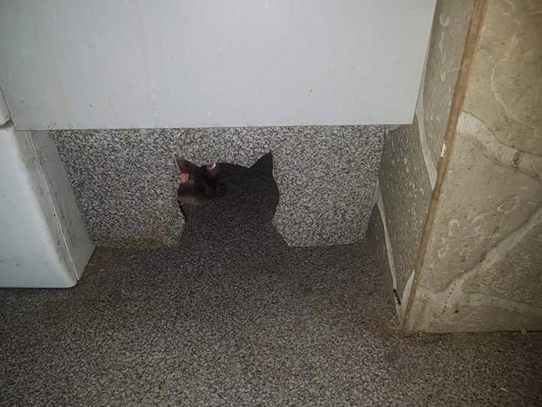 Gewoon een verzameling hilarische foto's #782