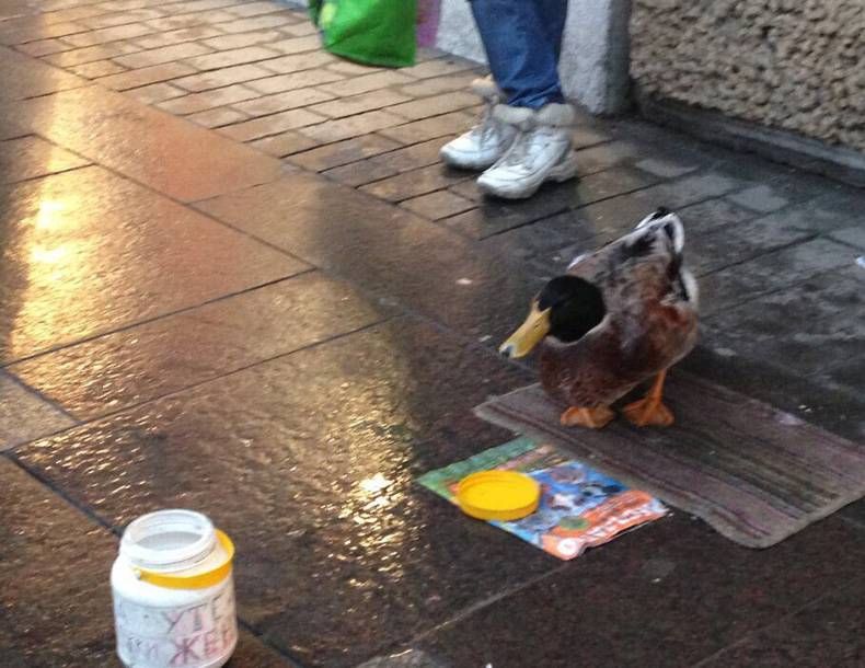 Gewoon een verzameling hilarische foto's #704