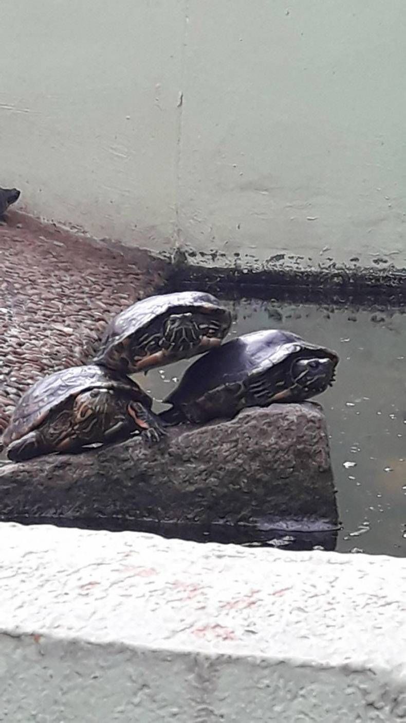 Gewoon een verzameling hilarische foto's #1294