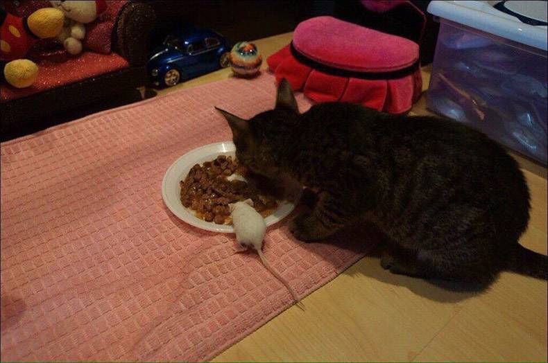 Gewoon een verzameling hilarische foto’s #858