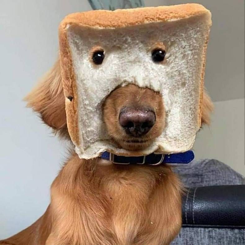 Gewoon een verzameling hilarische foto’s #1284