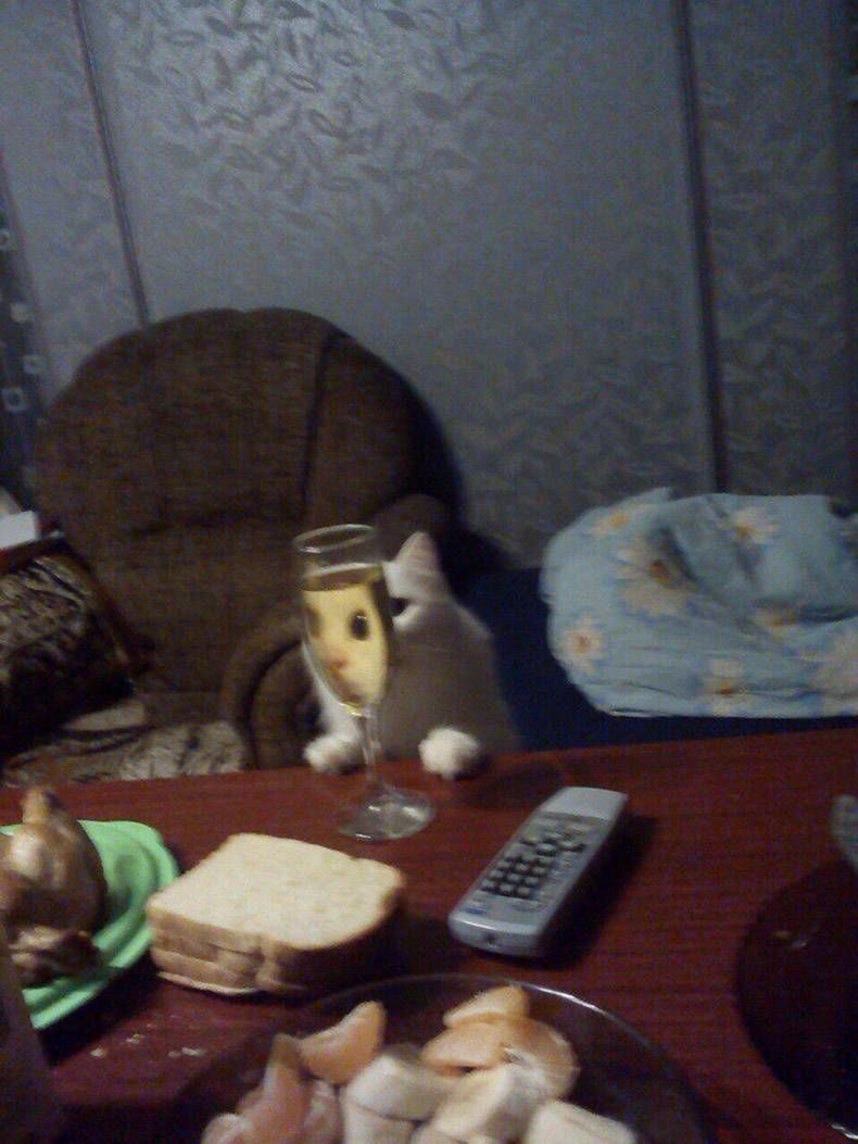 Gewoon een verzameling hilarische foto's #759