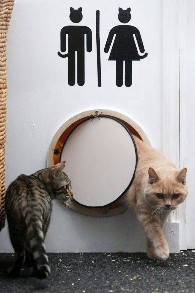 Gewoon een verzameling hilarische foto's #1222