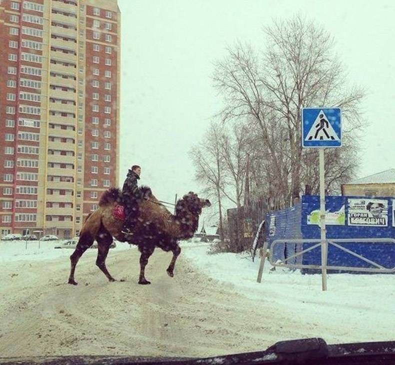 Gewoon een verzameling hilarische foto's #961