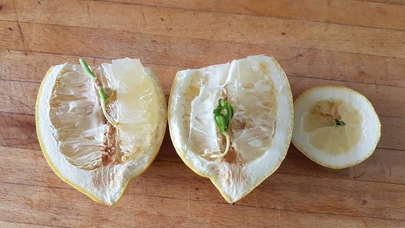 Gewoon een verzameling hilarische foto's #863