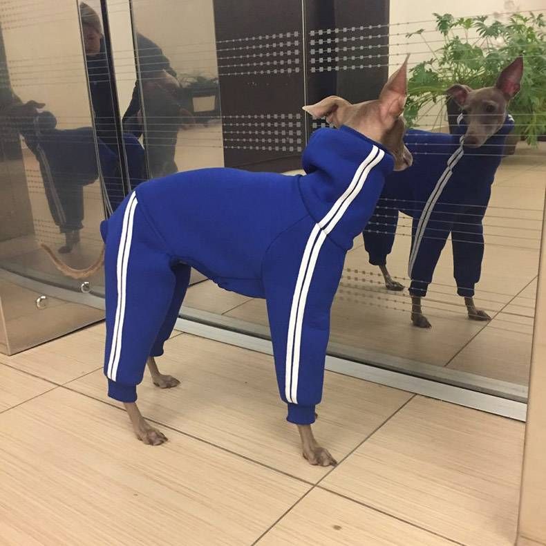 Gewoon een verzameling hilarische foto's #772