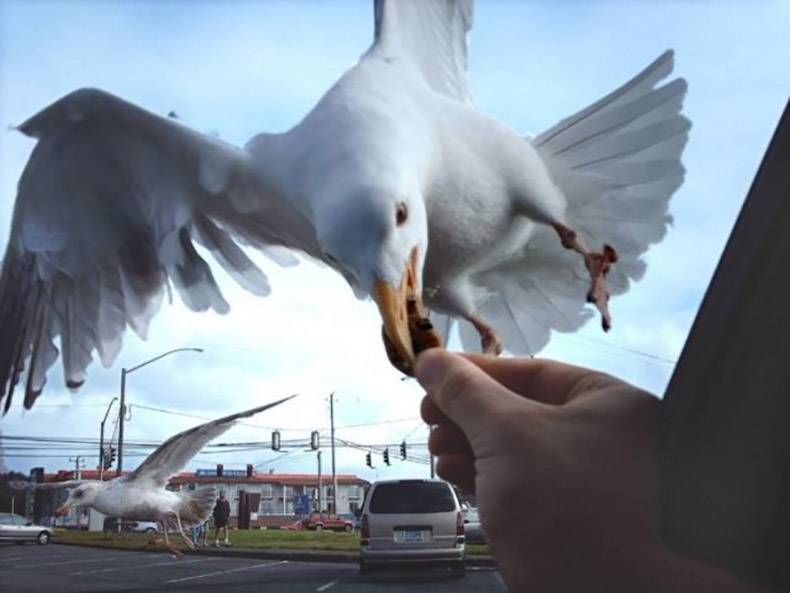 Gewoon een verzameling hilarische foto's #1359