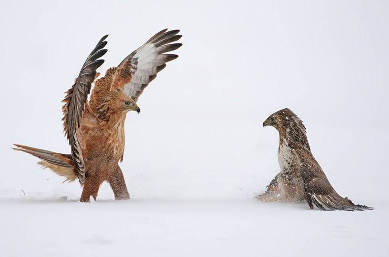 Gewoon een verzameling hilarische foto's #772