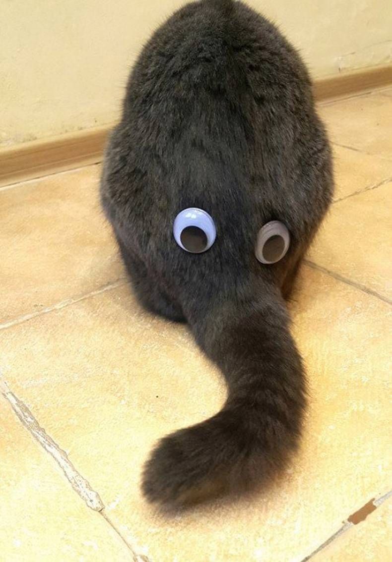 Gewoon een verzameling hilarische foto's #728