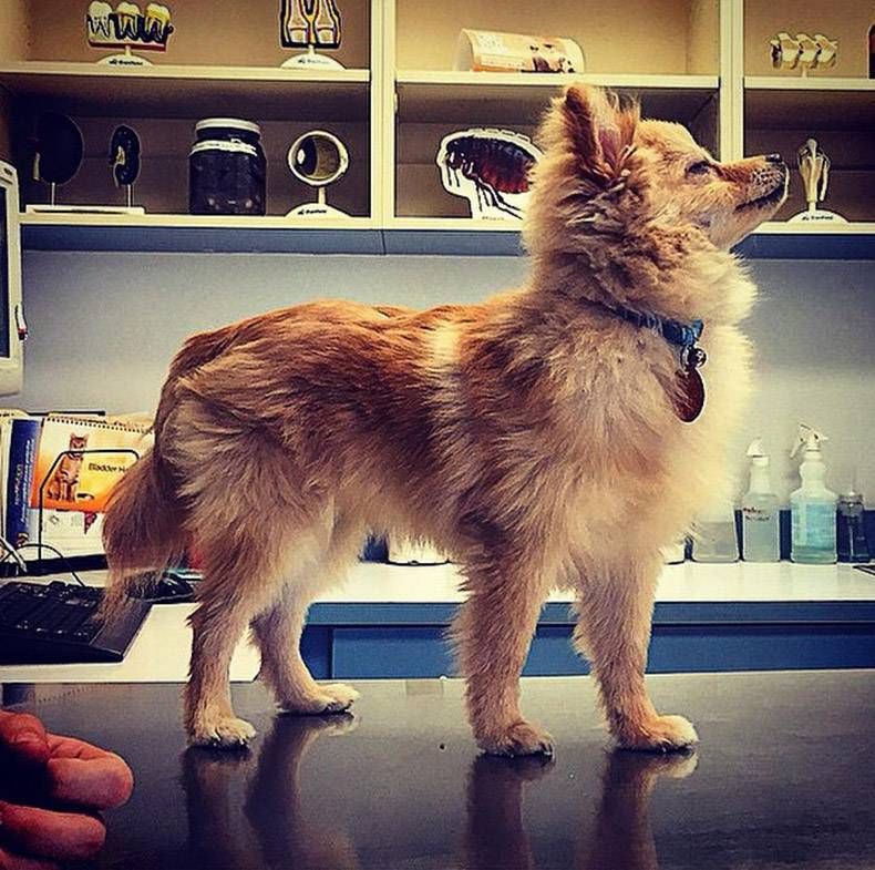 Gewoon een verzameling hilarische foto's #762