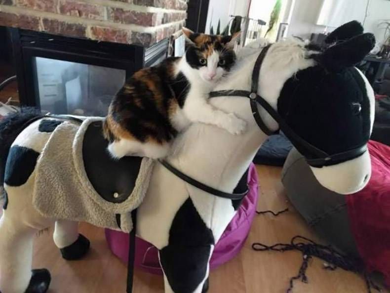 Gewoon een verzameling hilarische foto's #1346