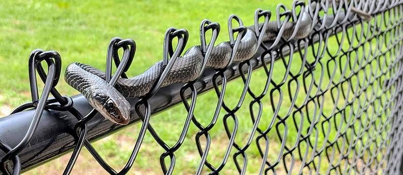 Pix Dump #1000 Special: Gewoon een verzameling foto's van dieren