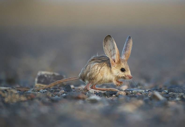 Gewoon een verzameling hilarische foto's #828