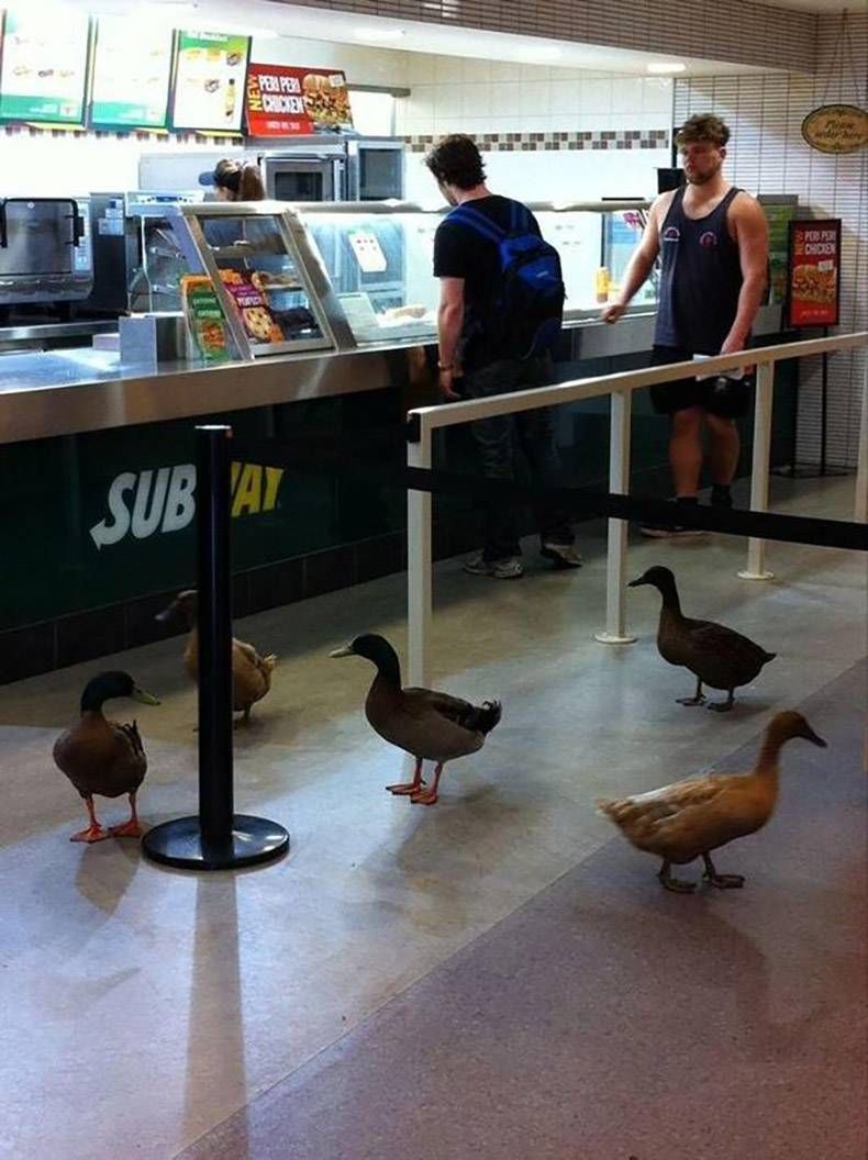 Gewoon een verzameling hilarische foto's #756