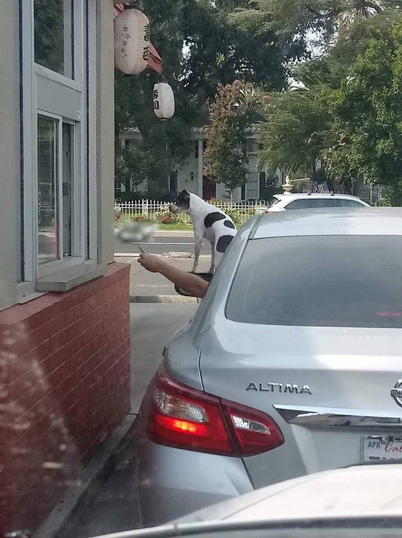 Gewoon een verzameling hilarische foto’s #1326