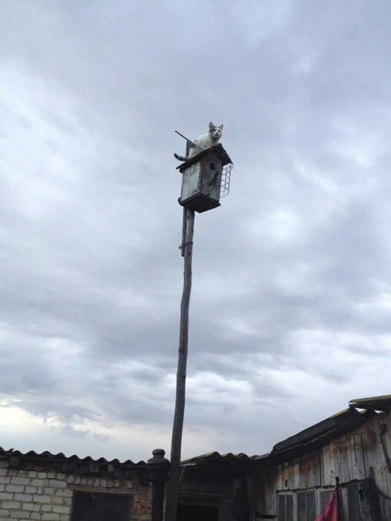 Gewoon een verzameling hilarische foto's #1247