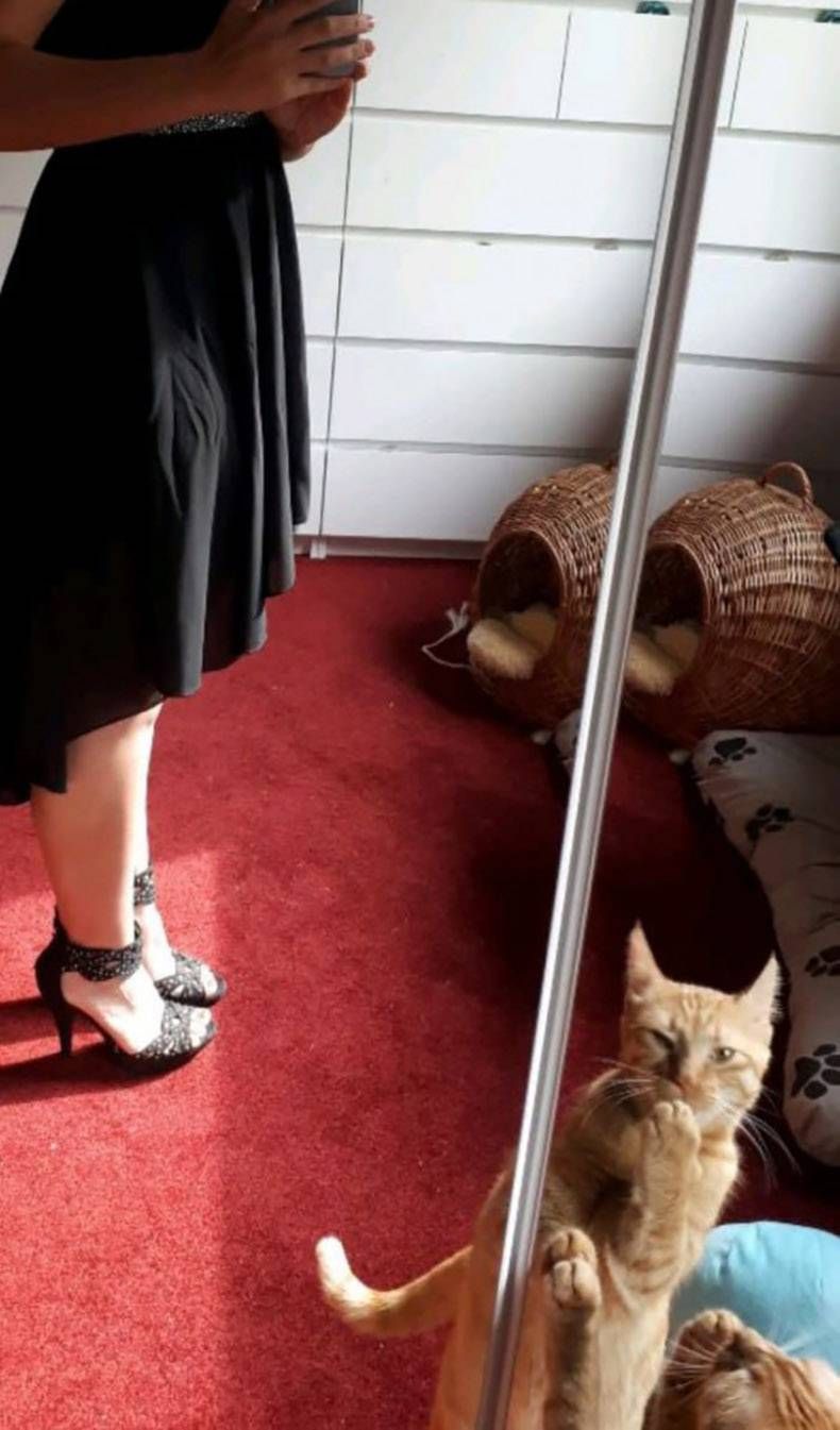 Gewoon een verzameling hilarische foto's #874