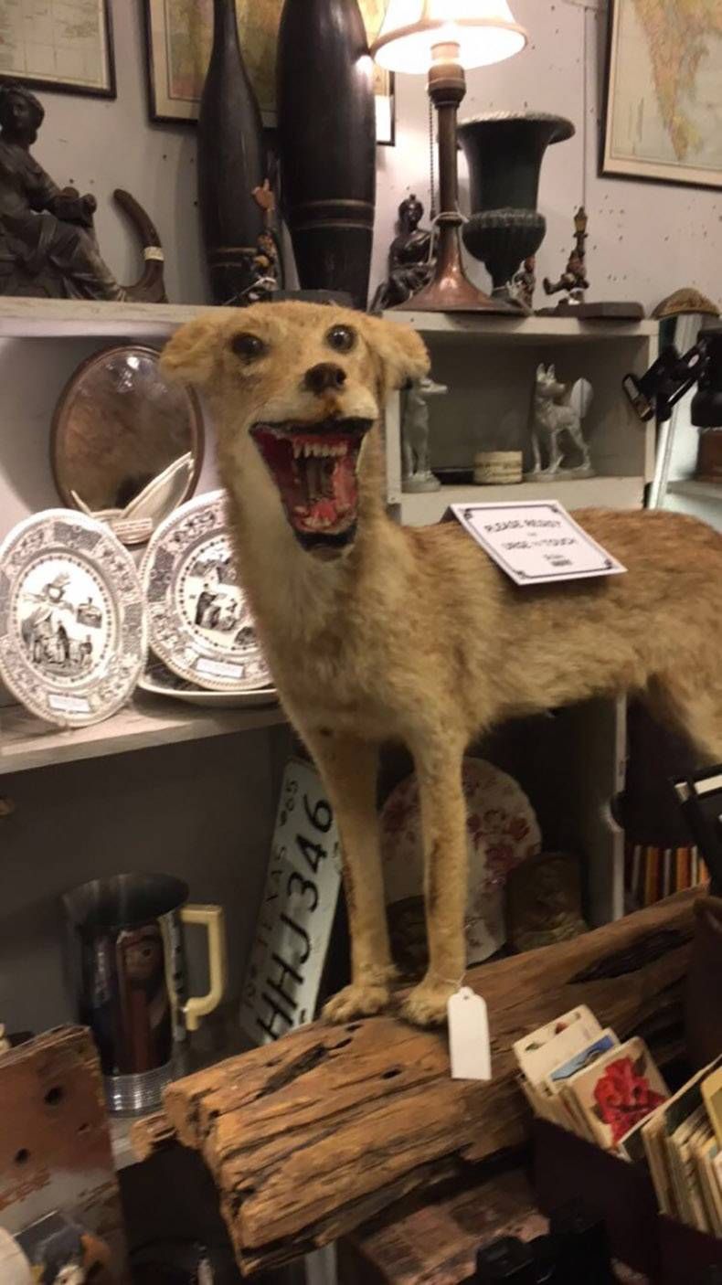 Gewoon een verzameling hilarische foto's #756