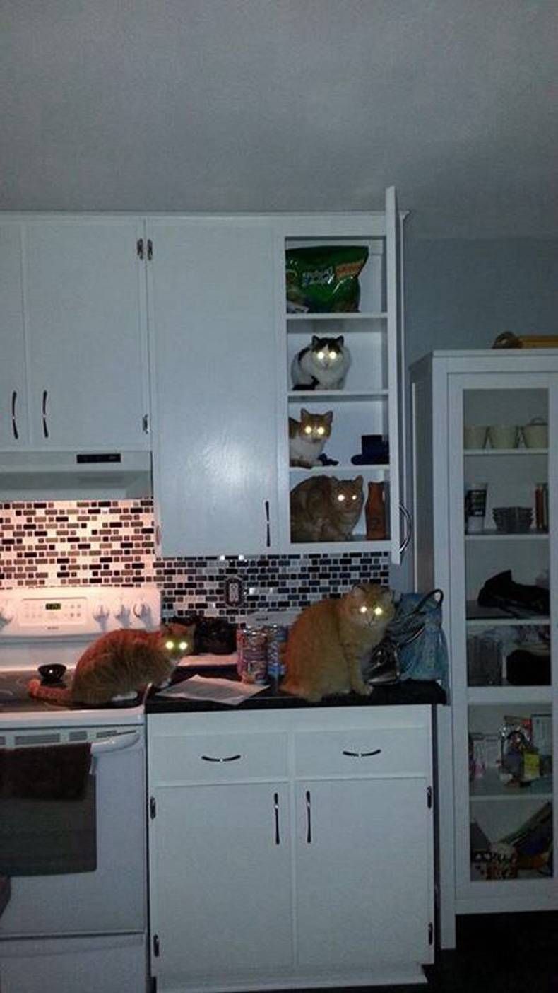 Gewoon een verzameling hilarische foto's #701