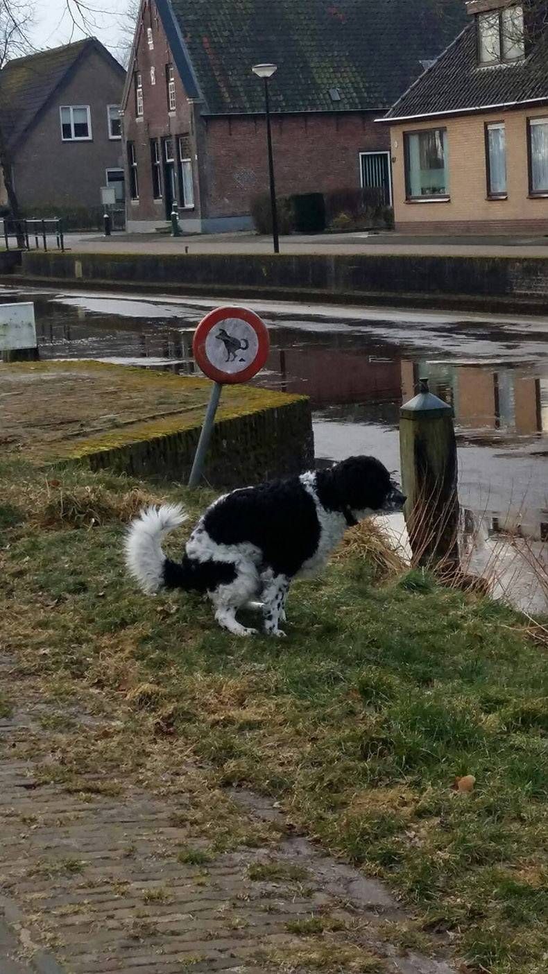 Pix Dump #1000 Special: Gewoon een verzameling straathumor foto's