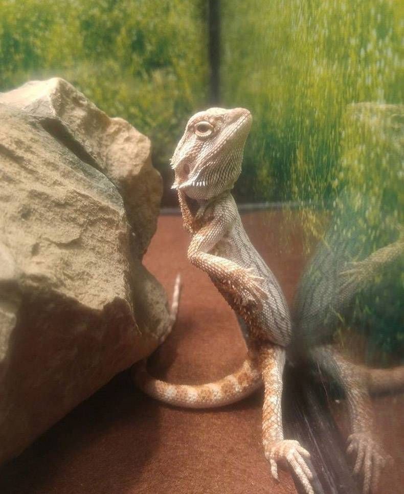 Pix Dump #1000 Special: Gewoon een verzameling foto's van dieren