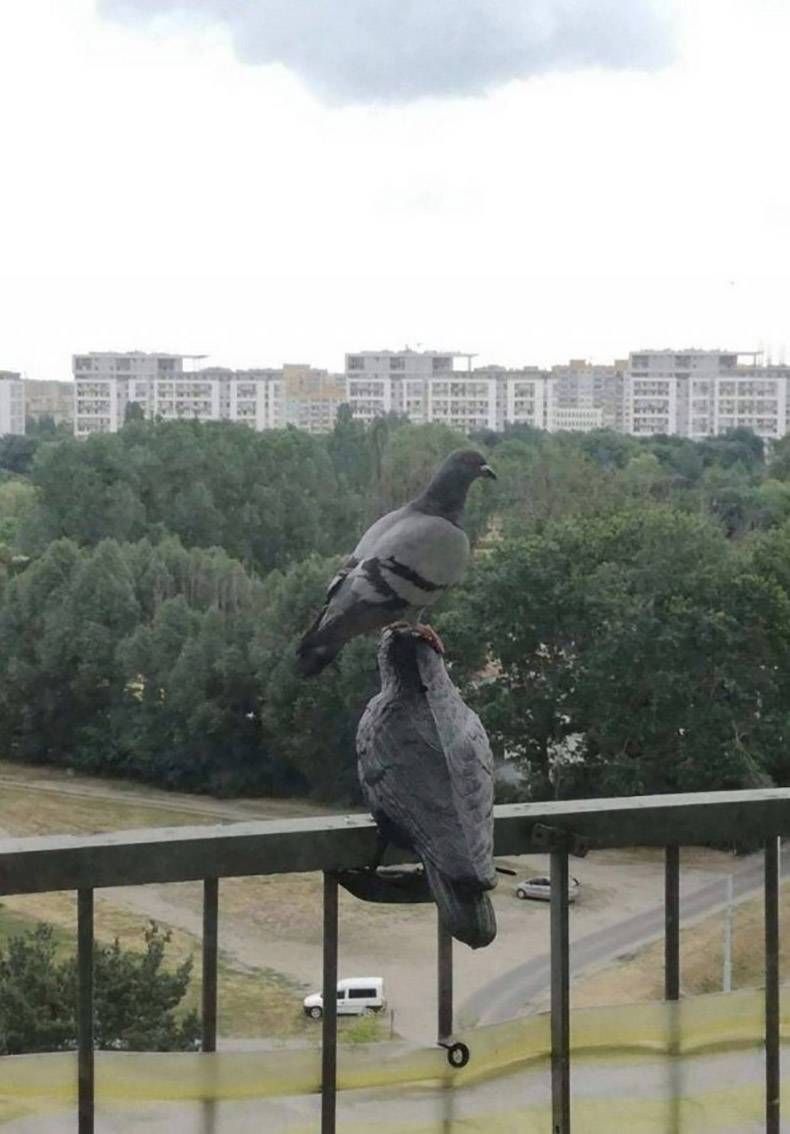 Gewoon een verzameling hilarische foto’s #1364