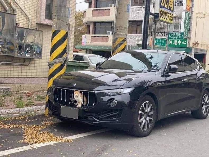 Gewoon een verzameling hilarische foto's #1346