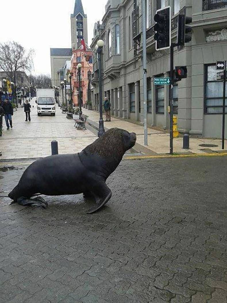 Gewoon een verzameling hilarische foto’s #1322