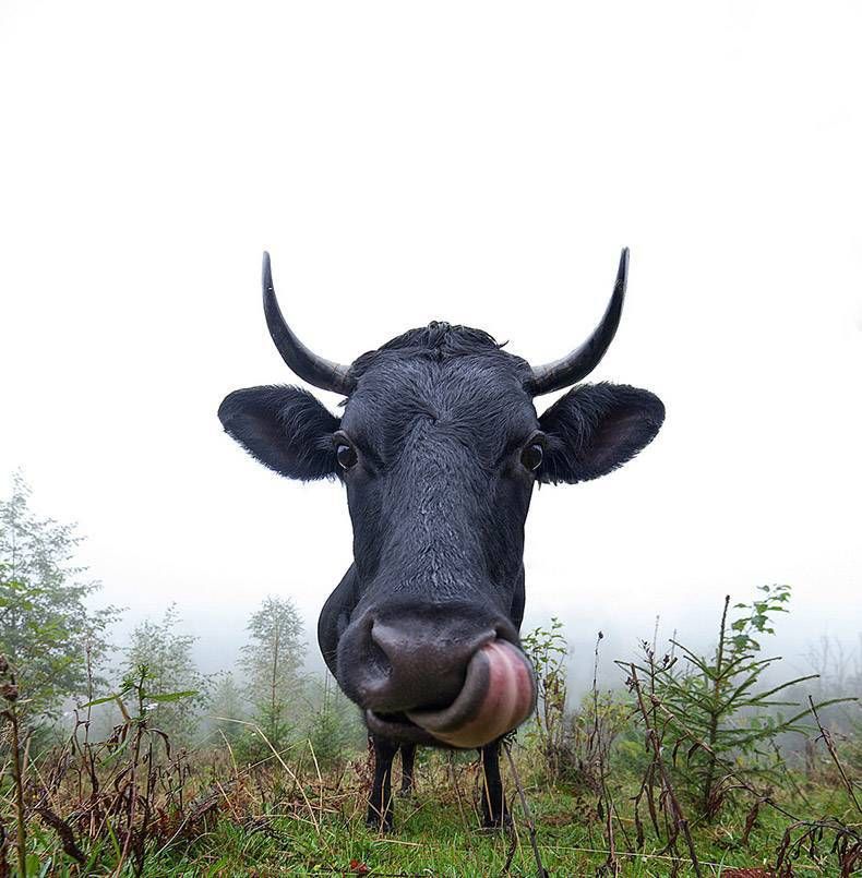 Pix Dump #1000 Special: Gewoon een verzameling foto's van dieren