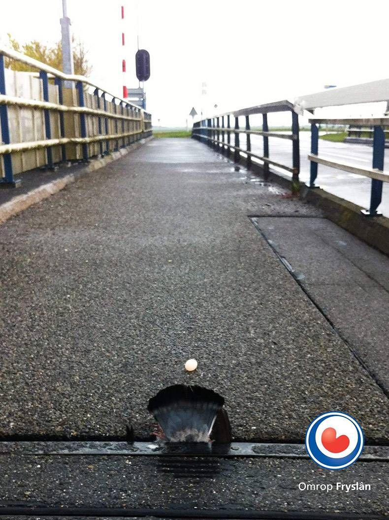 Gewoon een verzameling hilarische foto's #806