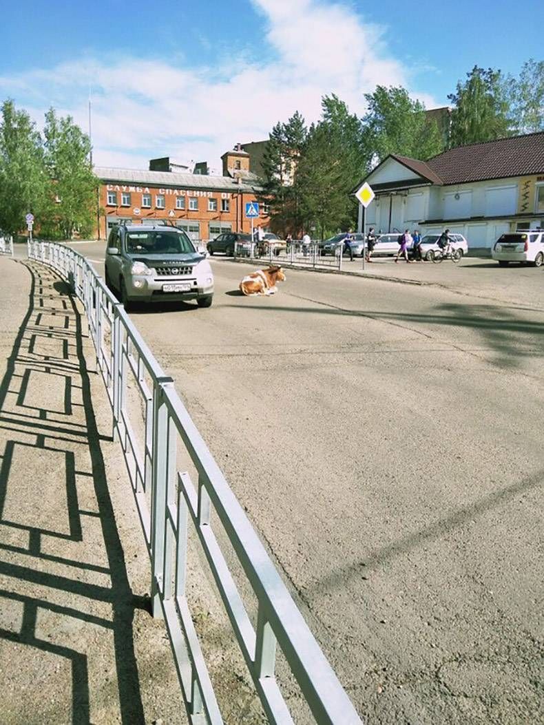 Gewoon een verzameling hilarische foto's #823