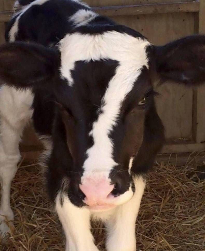 Gewoon een verzameling hilarische foto's #1088