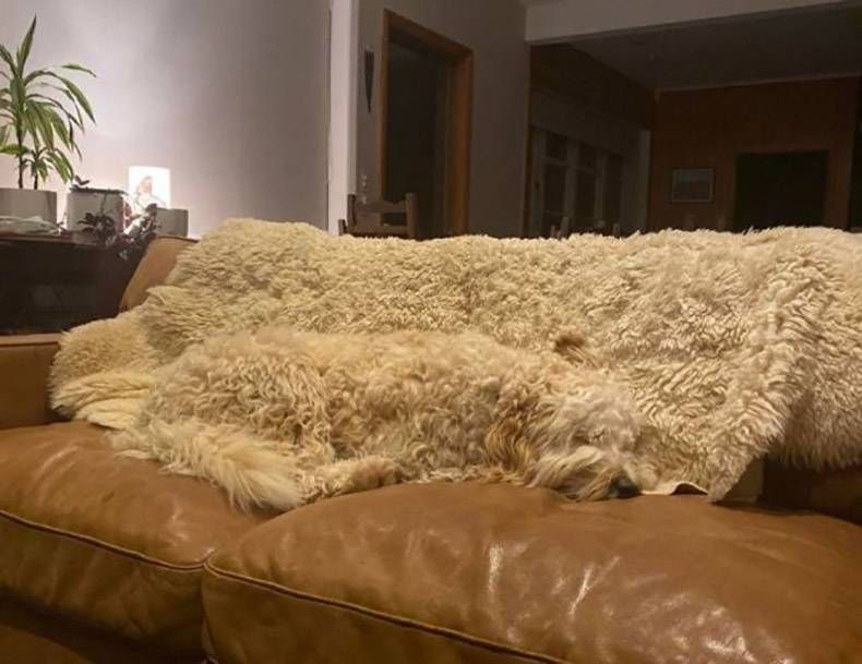 Gewoon een verzameling hilarische foto’s #1364