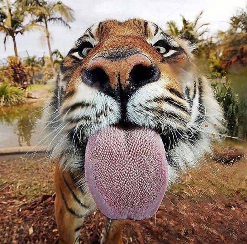 Pix Dump #1000 Special: Gewoon een verzameling foto's van dieren