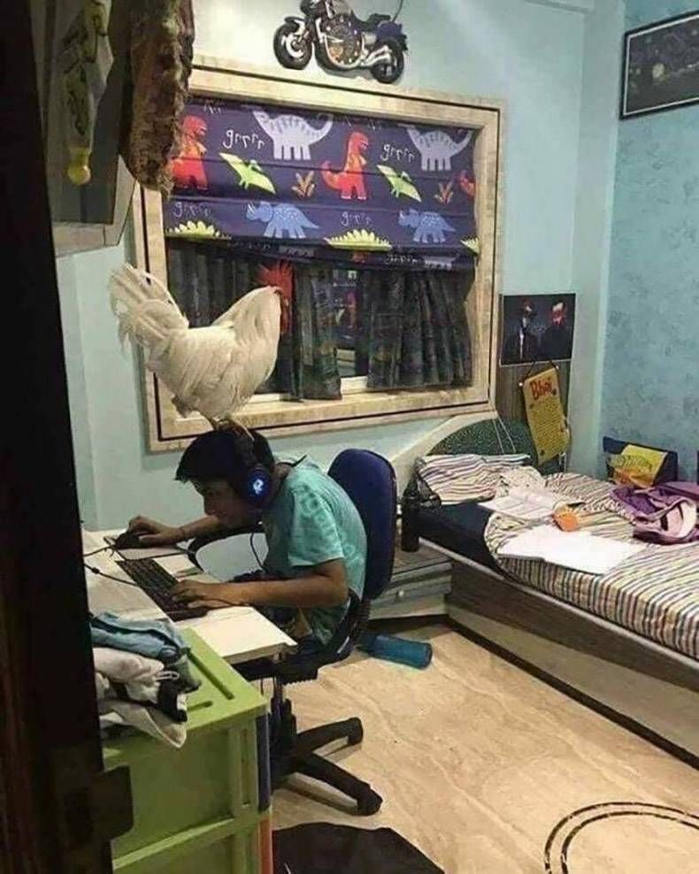 Gewoon een verzameling hilarische foto's #1257