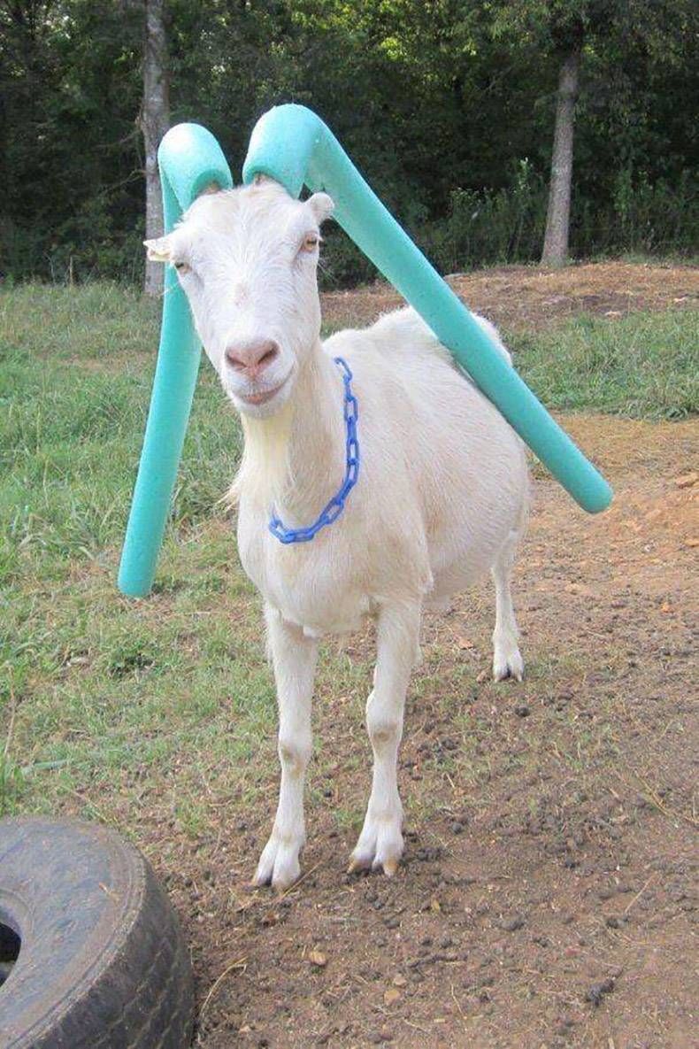 Gewoon een verzameling hilarische foto's #1173